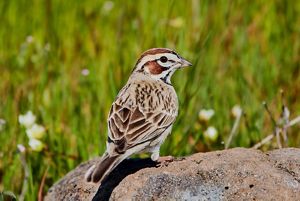 Lark sparrow (Chondestes grammacus).