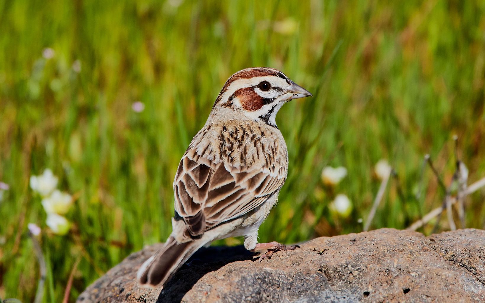 Lark Sparrow Lark Sparrows can be seen in spring and summer in Ohio and will nest in open grassy fields. © FrankDLospalluto, CC BY-NC-ND 2.0