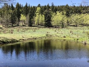 Vista de una gran masa de agua en un humedal rodeado de bosque.