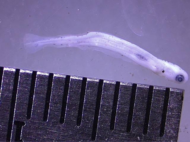 tiny larvae identified as razorback sucker.