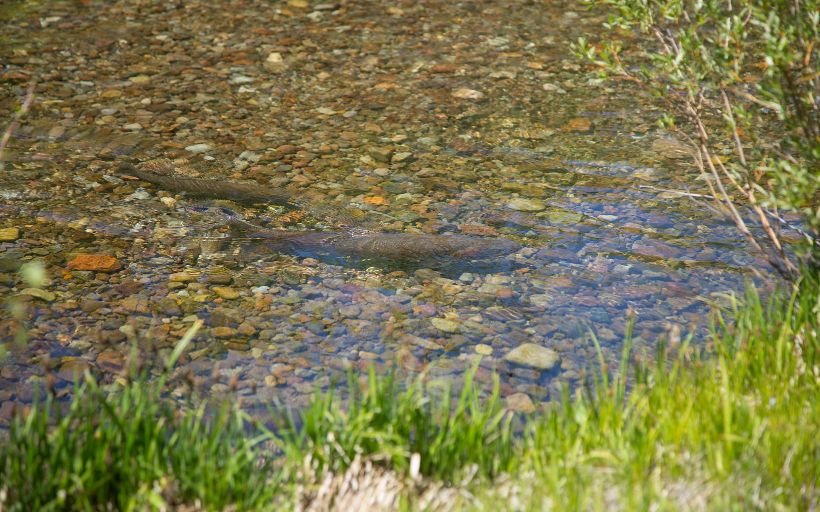 Lahontan Cutthroat Trout  Implementing forest management strategies to decrease the risk of catastrophic wildfire can help protect at-risk species like the Lahontan cutthroat trout.   © Simon Williams/TNC 