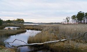 Tall grasses are interspersed with calm wetlands.