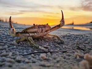A blue crab on a Chesapeake beach at sunset raising its claws up.