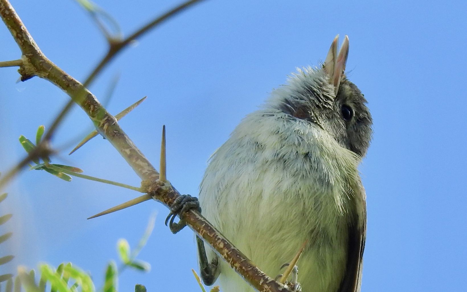 Least Bell's Vireo  Creating riparian habitat along the Amargosa River can help species, like the federally endangered least Bell's vireo, adapt to changing conditions as their ranges shift. © Len Warren/TNC 
