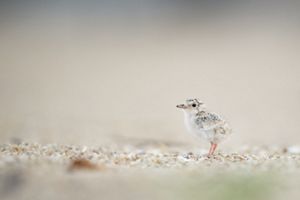 A lone least tern chick is on the beach.