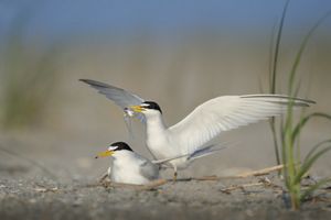 Two adult least terns are practicing a courtship ritual.