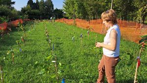 USDA Forest Service researcher Leila Pinchot checks a plot of young American elms that are being bred for resistance to Dutch elm disease at the Northern Research Station in Delaware, Ohio.