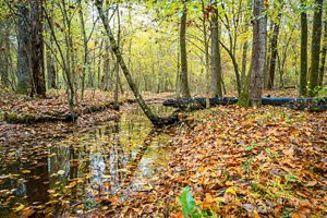 A puddle of water surrounded by fallen yellow, orange, and red leaves on the forest floor.