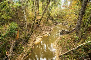 A shallow creek runs through a ravine lined with dense forest.