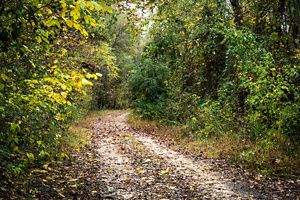 A pathway covered with fallen leaves and lined with shrubs and trees.