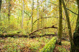 A fallen tree trunk lies covered in vibrant green grass amongst a forest with green, orange, and red leaves.