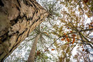 A view up the trunks of thin pine trees looking at their canopies.