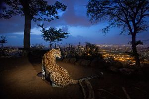 A leopard at night on a hill overlooking Mumbai.