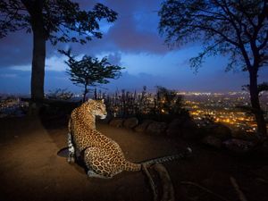 A leopard at night on a hill overlooking Mumbai.