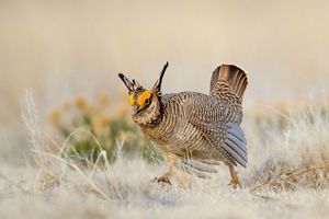 A prairie chicken runs towards the camera through dry grass.