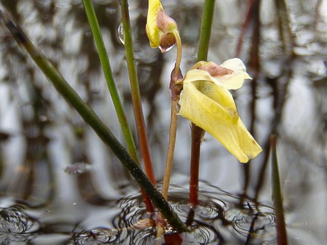 A pale yellow lesser bladderwort flower is growing in shallow water. The stems are brown and green.