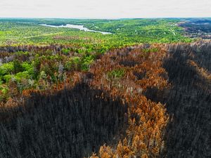 Aerial view of a partially burned forest.