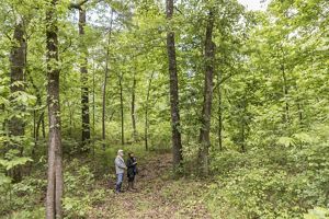 Thin trunked trees are obscured by bright green forest foliage.