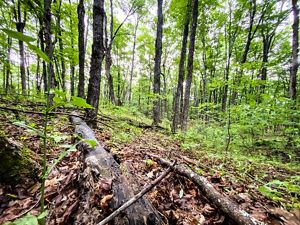 Fallen trees and branches in the woods.