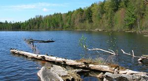 Some fallen branches and tree trunks extend out into the waters of a peaceful lake, whose shores are surrounded by dense forest.