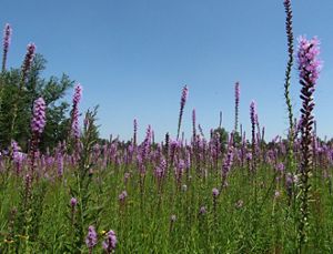 A field of purple flower spikes popping up from the open green field, blue skies above.