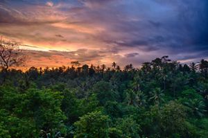 a colorful sunset over a lush tropical forest