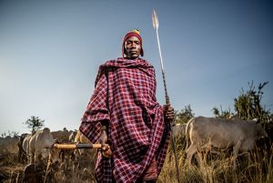 a man stands holding a spear, with a field of cattle behind him