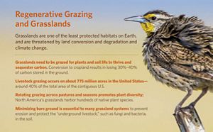 A western meadowlark perches on a fence post in a Colorado prairie. 