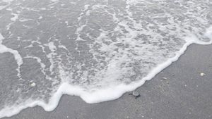 Loggerhead hatchling crawls on a sandy beach at the water's edge to return to the sea. 