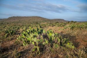cactus in an open landscape 