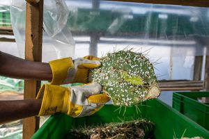 Cochineal insects are being deployed to feed on the cactus’ moisture and nutrients, thereby killing the plant—and only this plant.