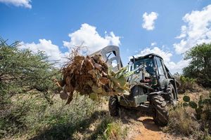 One of the more successful methods of eradicating the invasive cactuses is by uprooting the plant with a bulldozer. 

