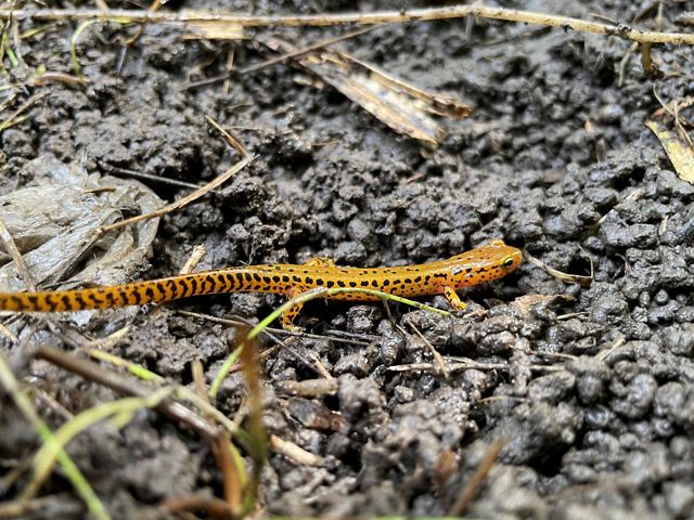 An orange salamander with black spots moves through open muddy ground at Cherry Valley Wildlife Refuge.