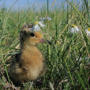 A yellow and black long-billed curlew chick hides in tall grass and flowers. 