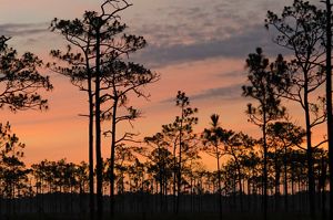Wide view of silhouetted longleaf pines against a colorful sunset.