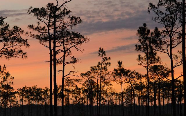 Forest of mature longleaf pine trees at dusk with an orange sky.