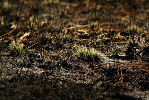 Pequeñas hierbas sobresalen del suelo en un bosque de pinos de hoja larga tras una quema controlada.