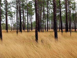 Stands of longleaf pine growing up out of savanna ground cover. 