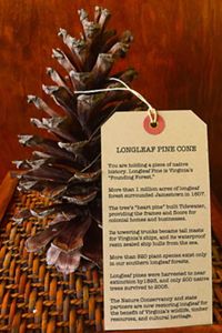 A longleaf pinecone with tag reading in part, "You are holding a piece of native history. Longleaf pine is Virginia's 'Founding Forest'."
