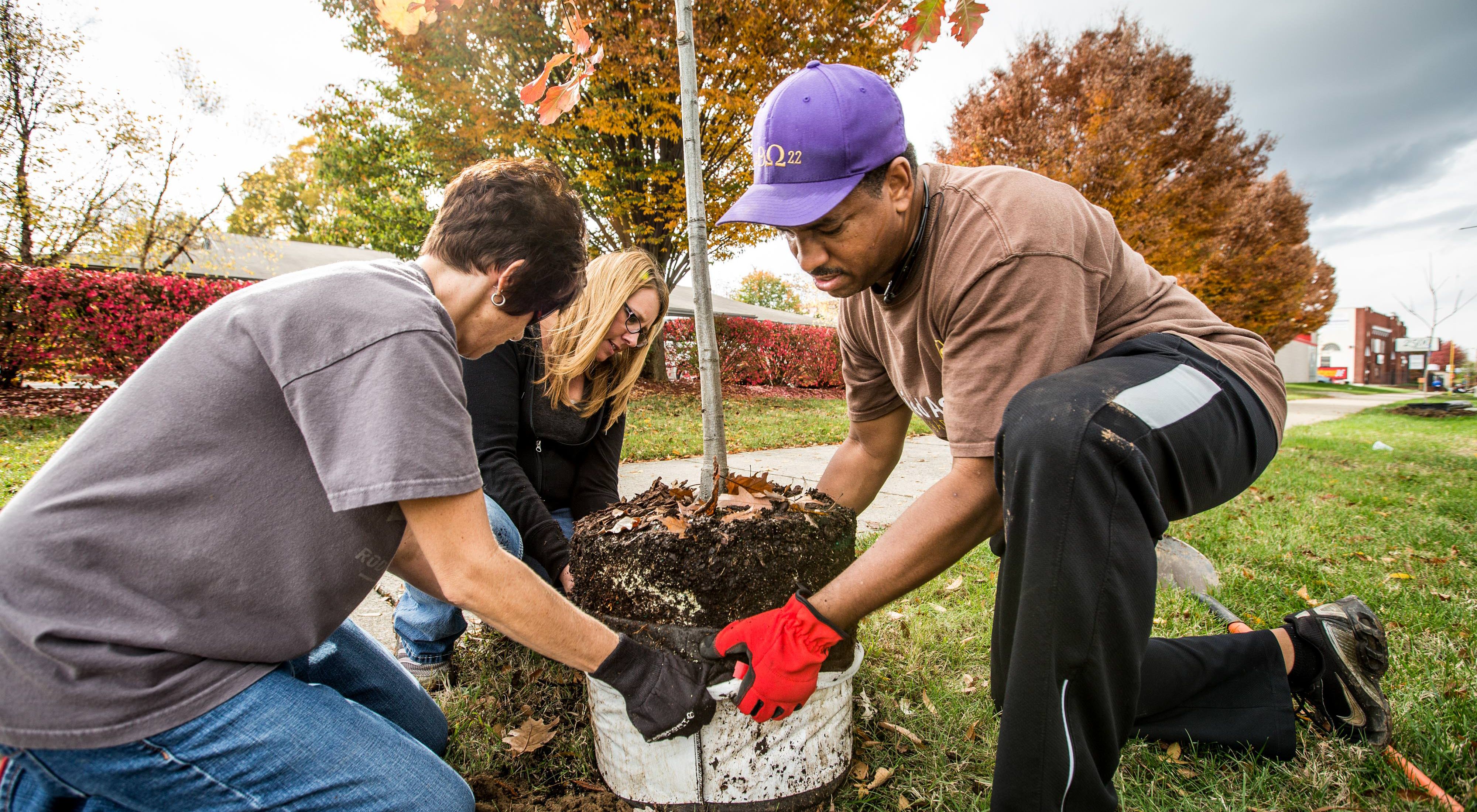 A group planting a tree.
