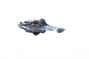 alligator with its eyes and part of head above water