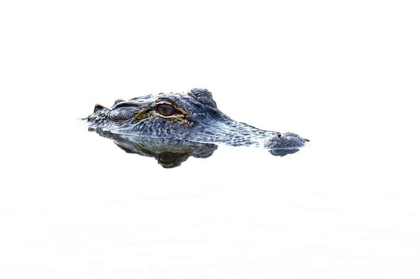 alligator with its eyes and part of head above water