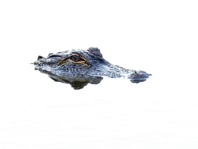 alligator with its eyes and part of head above water