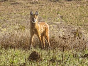 Maned wolf or Aguara Guazu.