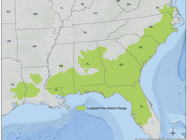 The original range of longleaf pine forests in the southeastern United States.