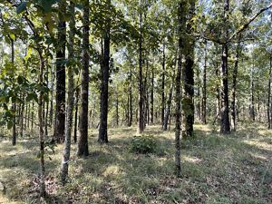 A grassy forest floor surrounds a stand of tall trees.