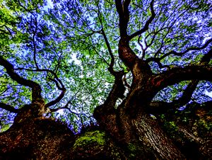 Blue sky is visible through leafy tree branches.