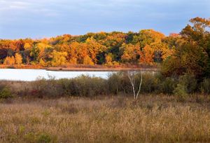 A forest in fall colors borders a lake. 