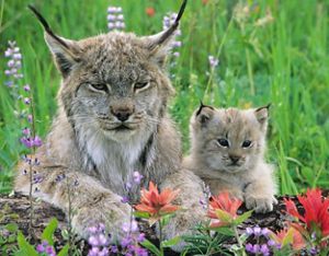 Although the lynx is now listed as a federally threatened species, winter snow track surveys show there are good numbers of lynx in Montana.