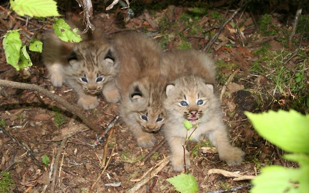 Lynx kittens surprised by the camera.